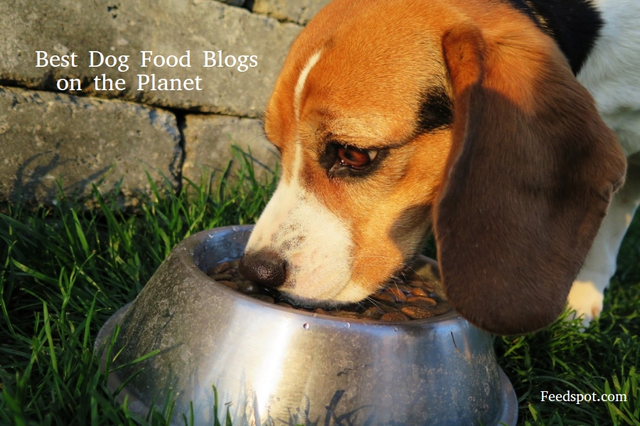 100 Best Dog Food Blogs and Websites To Follow in 2024