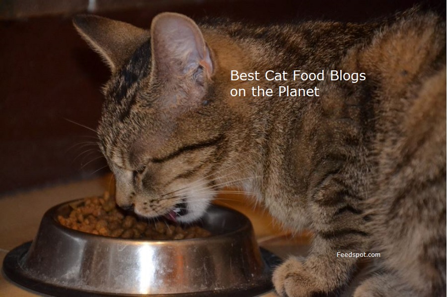 15 Best Cat Food Blogs and Websites To Follow in 2024